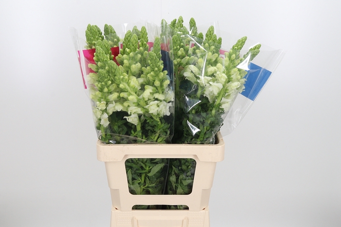 <h4>Antirrhinum Po White</h4>