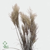 Siergras Miscanthus Sinensis