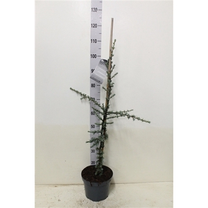 Cedrus libani 'Glauca' P23 potgedrukt