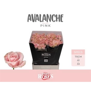 R GR PINK AVALA