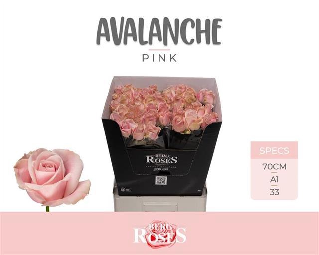 R GR PINK AVALA