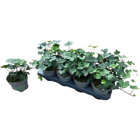 <h4>Hedera hibernica 'Deltoidea'</h4>