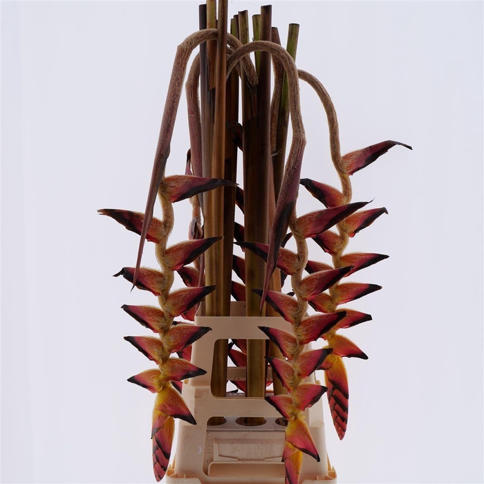 <h4>Hel Bloody Mary (mg)</h4>