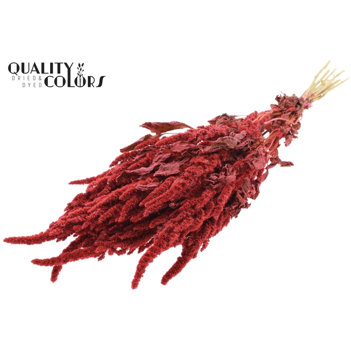 <h4>Amaranthus per bunch Coral</h4>