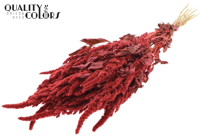 Amaranthus per bunch Coral