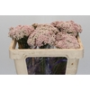 Ozothamnus Cooks Pink