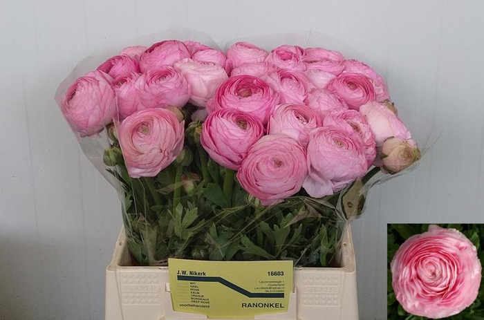 <h4>Ran Aazur Light Pink Nikerk</h4>