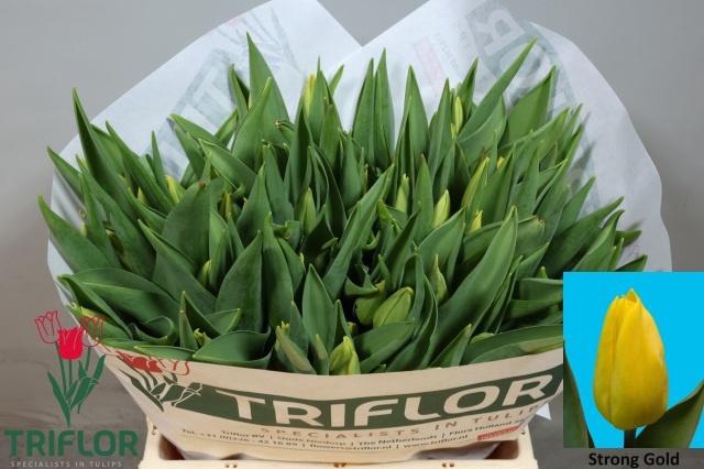 <h4>TU EN STRONG GOLD</h4>