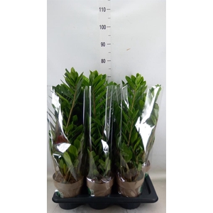 Zamioculcas zamiifolia