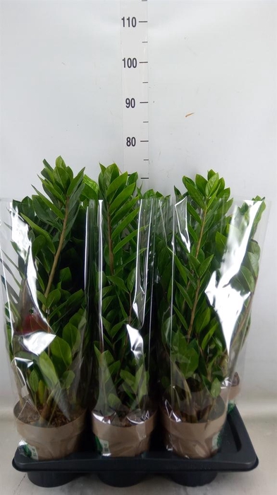 <h4>Zamioculcas zamiifolia</h4>