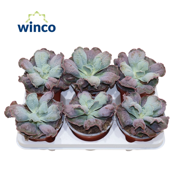 <h4>Echeveria Paul Bunyan</h4>