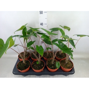 Alocasia zebrina