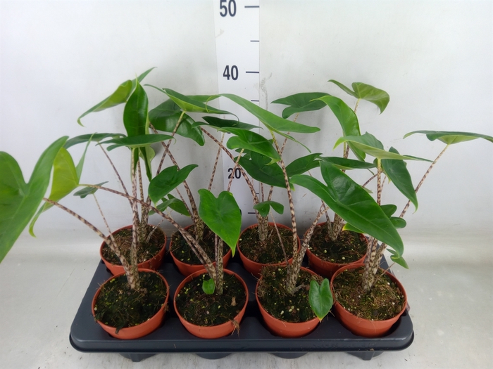 <h4>Alocasia zebrina</h4>