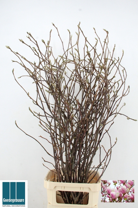 <h4>MAGNOLIA GRANDIFLORA</h4>