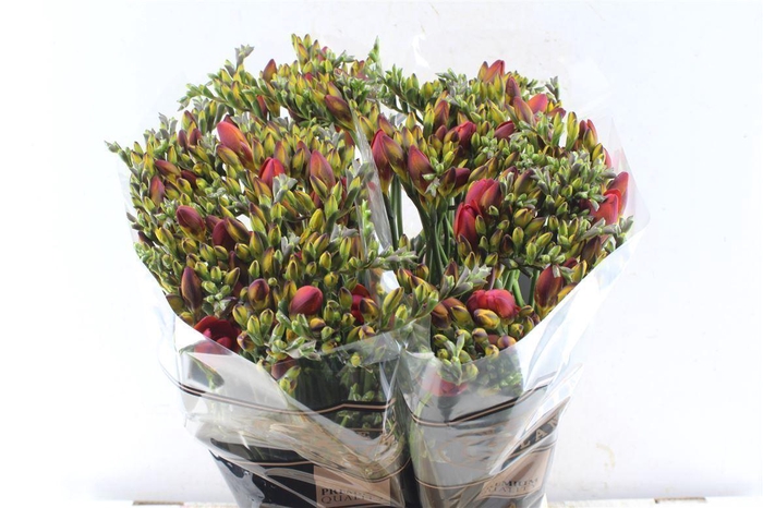 <h4>Fr Du Ruby Red</h4>