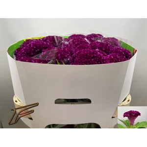 Celosia Mystic Freger