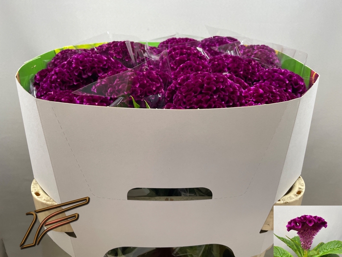 <h4>Celosia Mystic Freger</h4>