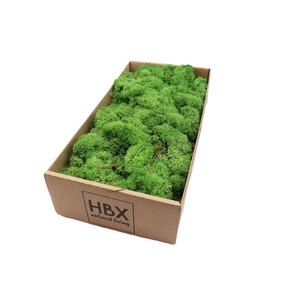 Moss Reindeer Moss 500gr Green