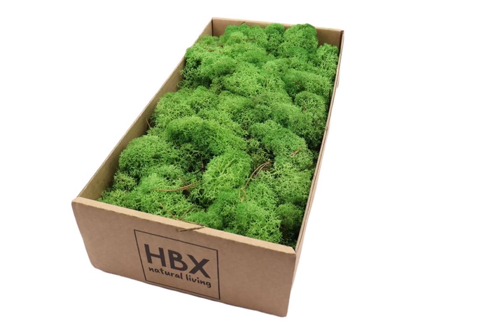<h4>Moss Reindeer Moss 500gr Green</h4>