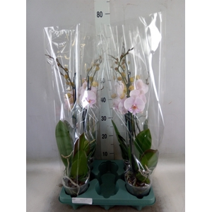 Phalaenopsis  'Manta Ambon'