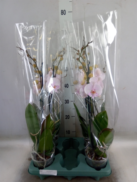 <h4>Phalaenopsis  'Manta Ambon'</h4>