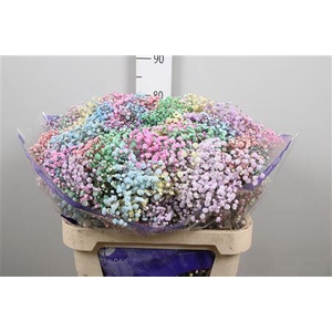 Gyps Rainbow Mixed In Bunch
