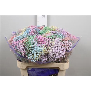 Gyps Rainbow Mixed In Bunch (box)