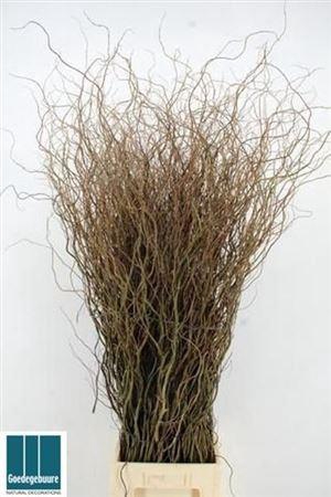 <h4>Salix B Tortuosa</h4>
