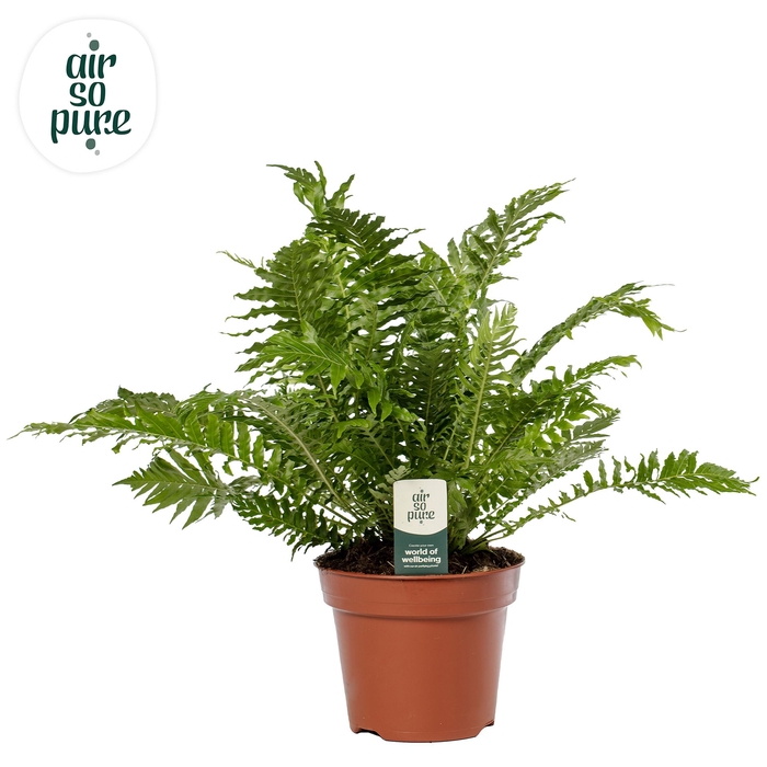 <h4>Blechnum gibbum 'Silver Lady'</h4>