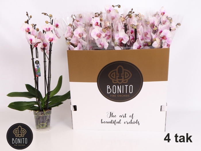 <h4>PHAL AN DENVER</h4>