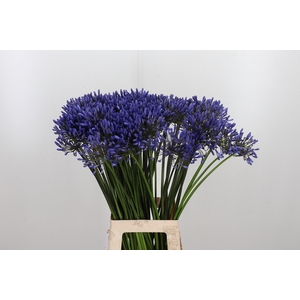 Agapanthus Dr.brouwer