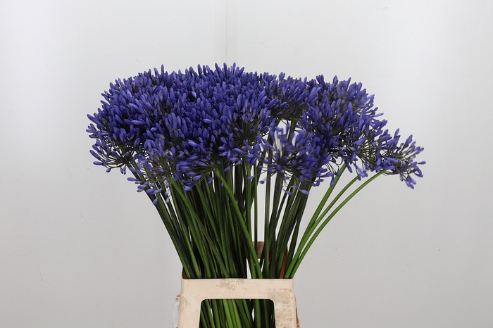 <h4>Agapanthus Dr.brouwer</h4>