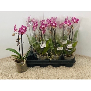 PHAL OV