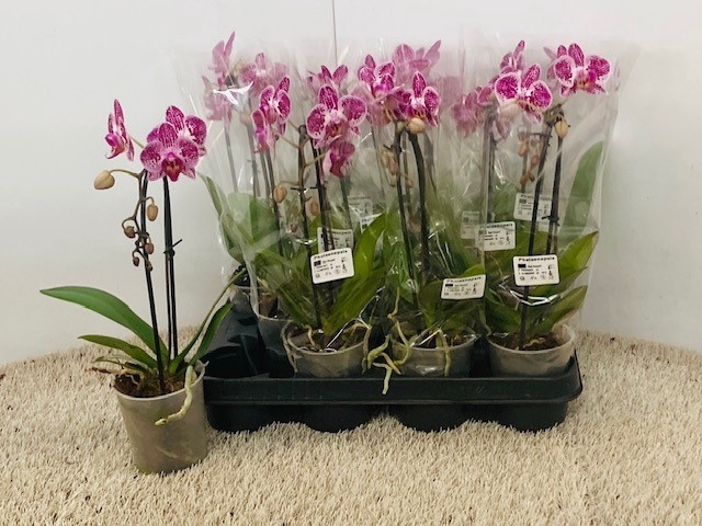 <h4>PHAL OV</h4>