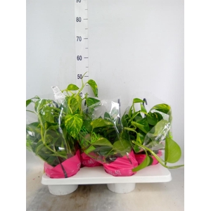 Epipremnum pinn.   HG