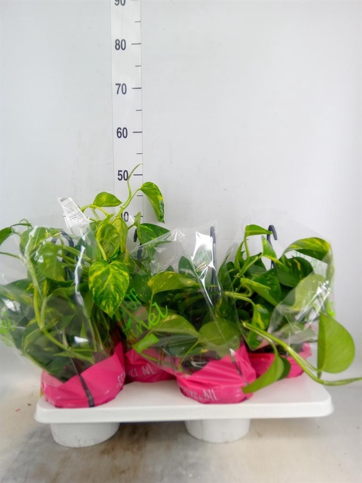 <h4>Epipremnum pinn.   HG</h4>