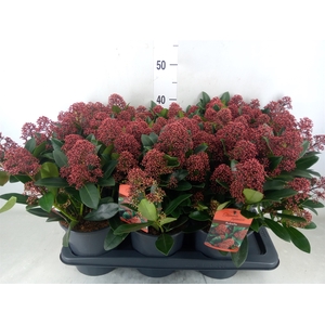 Skimmia jap. 'Rubella'