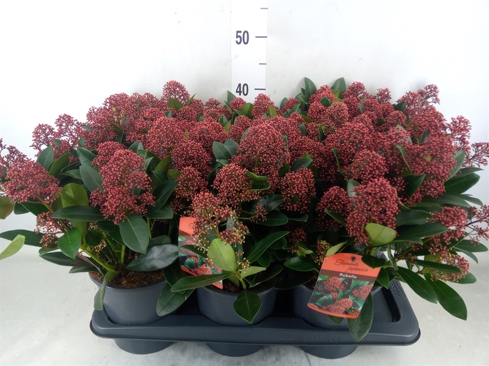 <h4>Skimmia jap. 'Rubella'</h4>
