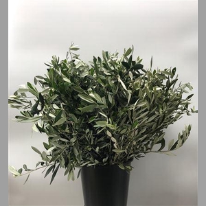 Olea Europaea 400g