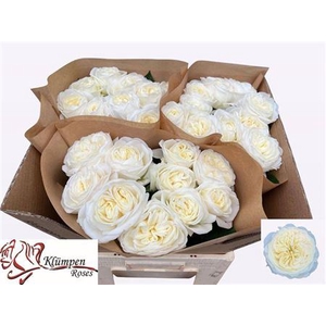 Rosa a grande fleur Chic White!