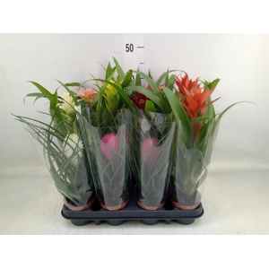 Bromelia   ...mix