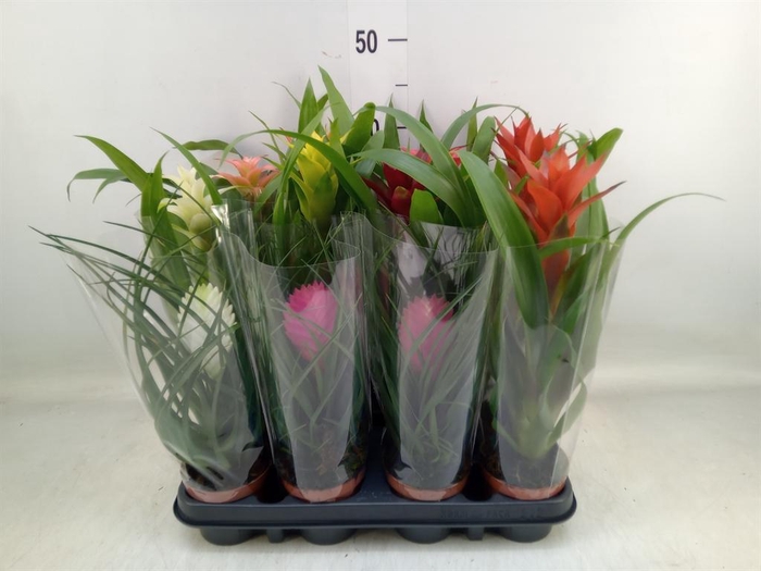 <h4>Bromelia   ...mix</h4>