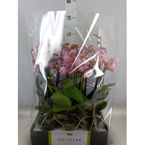 Phalaenopsis   ...