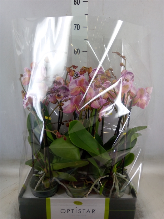 <h4>Phalaenopsis   ...</h4>