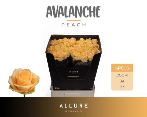 <h4>Rosa GR 'Avalanche Peach'</h4>