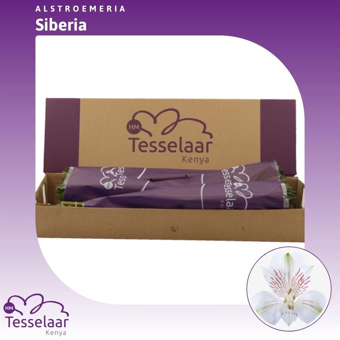 Alstroemeria Siberia | Heavy Quality