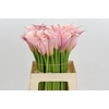 Zantedeschia Eydolls Pink