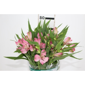 ALSTROEMERIA PAMELA 080 CM