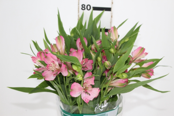<h4>ALSTROEMERIA PAMELA 080 CM</h4>