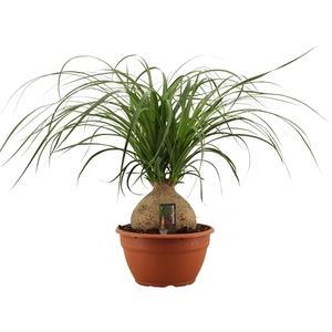 Beaucarnea bol 20 cm